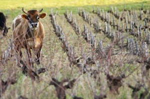 Vineyard with cows, cattle, bulls near Lentheric. Faugeres, below Ch des Estanilles Vineyard with cows, cattle, bulls near Lentheric. Faugeres, below Ch des Estanilles