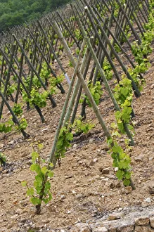 The vineyard of Pierre Gaillard in Malleval where he makes wines of the appellations Cote The vineyard of Pierre Gaillard in Malleval where he makes wines of the appellations Cote