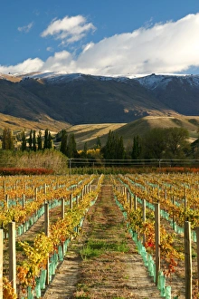 Vineyard and Pisa Range, Cromwell, Central Otago, South Island, New Zealand Vineyard and Pisa Range, Cromwell, Central Otago, South Island, New Zealand