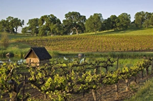 Vineyards in landscape with pond at Youngs Vineyard Winery in Amador County, California Vineyards in landscape with pond at Youngs Vineyard Winery in Amador County, California