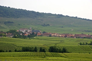 Vineyards near the village of Ribeauville, Eastern France. france, french Vineyards near the village of Ribeauville, Eastern France. france, french
