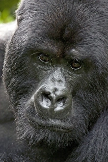 Volcanoes NP, Rwanda, Mountain Gorillas, Gorilla beringei beringei, Portrait Volcanoes NP, Rwanda, Mountain Gorillas, Gorilla beringei beringei, Portrait