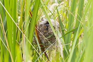 WA, Juanita Bay Wetland, Marsh Wren, babies in nest (Cistothorus palustris) WA, Juanita Bay Wetland, Marsh Wren, babies in nest (Cistothorus palustris)