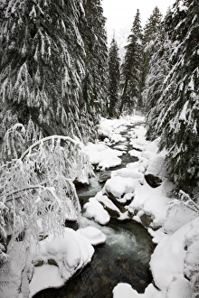 WA, Mt. Baker Snoqualmie NF; South Fork Snoqualmie River after winter snow storm WA, Mt. Baker Snoqualmie NF; South Fork Snoqualmie River after winter snow storm