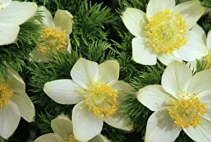 WA, Mt. Rainier NP, Paradise Valley, Western Anemones WA, Mt. Rainier NP, Paradise Valley, Western Anemones