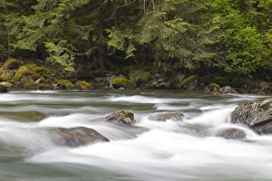 WA, Olallie State Park, Snoqualmie River, South Fork WA, Olallie State Park, Snoqualmie River, South Fork
