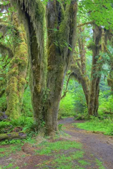 WA, Olympic National Park, Hoh Rain Forest, Hall of Mosses, moss covered trees and ferns WA, Olympic National Park, Hoh Rain Forest, Hall of Mosses, moss covered trees and ferns