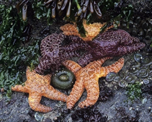 WA, Olympic National Park, Shi-Shi Beach, Ochre Sea Stars and Green Sea Anemones WA, Olympic National Park, Shi-Shi Beach, Ochre Sea Stars and Green Sea Anemones