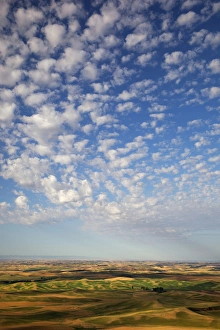 WA, Whitman County, Palouse Farmland, view from Steptoe Butte WA, Whitman County, Palouse Farmland, view from Steptoe Butte