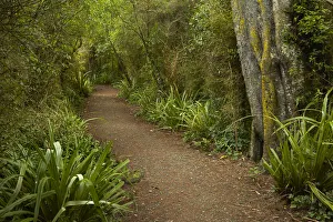 Walking track through remnant forest in Thompsons Bush, Invercargill, Southland Walking track through remnant forest in Thompsons Bush, Invercargill, Southland