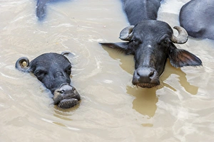 Water buffalos in Ganges River, Varanasi, India Water buffalos in Ganges River, Varanasi, India