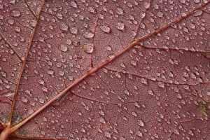 Water Drops On Leaves Prints: Water drops on red maple leaf, A