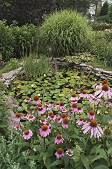 Water garden and Cone Flowers, Echinacea purpurea, Louisville, Kentucky Water garden and Cone Flowers, Echinacea purpurea, Louisville, Kentucky