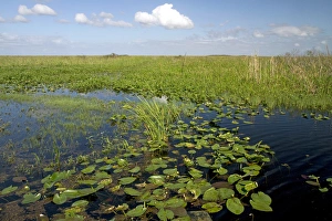 Water lilies and sawgrass in the Flordia everglades Water lilies and sawgrass in the Flordia everglades