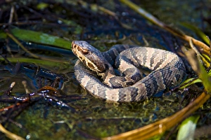 The water moccasin (Agkistrodon piscivorus) is a venomous pit viper species found The water moccasin (Agkistrodon piscivorus) is a venomous pit viper species found