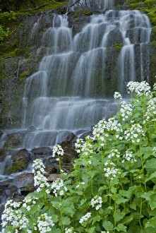 Waterfall and white wildflowers on Aspen Grove Trail, Mt Waterfall and white wildflowers on Aspen Grove Trail, Mt