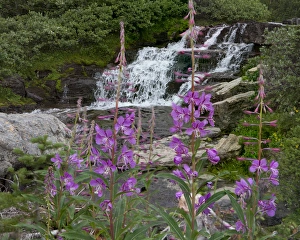 Waterfall behind Wildflowers. Glacier National Park. Montana. USA Waterfall behind Wildflowers. Glacier National Park. Montana. USA