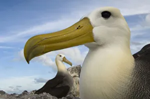 Phoebastria Irrorata Prints: Waved Albatross