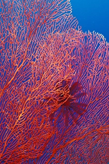 West New Britain, Papua New Guinea, fan coral West New Britain, Papua New Guinea, fan coral