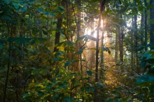 A West Virginia hardwood forest with the late afternoon light piercing through the trees A West Virginia hardwood forest with the late afternoon light piercing through the trees
