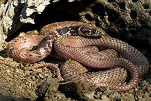 Western Coachwhip Snake, Masticophis flagellum, resting on sand by a log in SW Arizona Western Coachwhip Snake, Masticophis flagellum, resting on sand by a log in SW Arizona