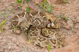 Images Dated 3rd July 2004: Western diamondback rattlesnake coiled, Crotalus atrox
