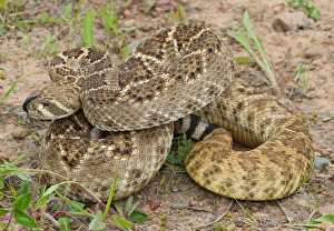 Western diamondback rattlesnake coiled in strike postion, Crotalus atrox Western diamondback rattlesnake coiled in strike postion, Crotalus atrox