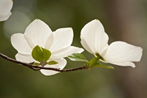 Western dogwood flowers, Yosemite National Park Western dogwood flowers, Yosemite National Park