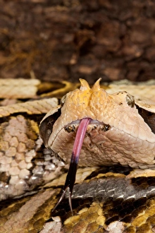 Western Gaboon Viper, Bitis gabonica rhinoceros, Native to Western and Southern Africa Western Gaboon Viper, Bitis gabonica rhinoceros, Native to Western and Southern Africa