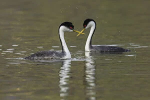 2022-08-19 Danita Delimont Dist 2325 images Collection: Western grebes, courting