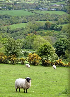 Western Ireland, Dingle Peninsula, broad landscape with a patchwork of green pastures Western Ireland, Dingle Peninsula, broad landscape with a patchwork of green pastures