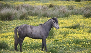 In Western Ireland, a farm horse in a bright field of yellow wildflowers in the Irish In Western Ireland, a farm horse in a bright field of yellow wildflowers in the Irish
