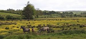 In Western Ireland, three horses with long manes, stand in a bright field of yellow In Western Ireland, three horses with long manes, stand in a bright field of yellow