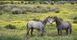 In Western Ireland, two horses nuzzle in a bright field of yellow wildflowers in In Western Ireland, two horses nuzzle in a bright field of yellow wildflowers in