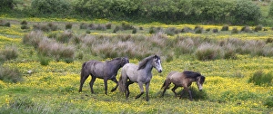 In Western Ireland, three horses run in a bright field of yellow wildflowers in the In Western Ireland, three horses run in a bright field of yellow wildflowers in the