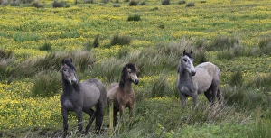 In Western Ireland three horses stand in a bright field of yellow wildflowers in In Western Ireland three horses stand in a bright field of yellow wildflowers in