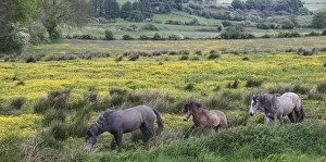 In Western Ireland, three horses wander in a bright field of yellow wildflowers in In Western Ireland, three horses wander in a bright field of yellow wildflowers in
