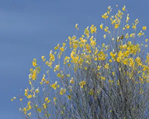 Western meadowlark on the fall aspen leaves. Bosque del Apache NWR, New Mexico Western meadowlark on the fall aspen leaves. Bosque del Apache NWR, New Mexico