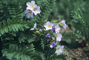 Western Polemonium Jacobs Ladder, Wasatch Mountains, Uinta Wasatch Cache National Forest Western Polemonium Jacobs Ladder, Wasatch Mountains, Uinta Wasatch Cache National Forest