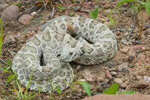 Images Dated 3rd July 2004: Western Prairie Rattlesnake coiled and ready to strike, Crotalus v. viridis