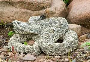 Images Dated 3rd July 2004: Western Prairie Rattlesnake coiled and ready to strike showing rattler, Crotalus v