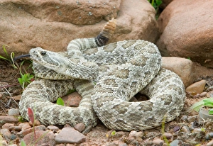 Western Prairie Rattlesnake coiled and ready to strike showing rattler, Crotalus v Western Prairie Rattlesnake coiled and ready to strike showing rattler, Crotalus v