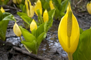 Western skunk cabbage, Olympic National Park, Washington, Elwha River valley Western skunk cabbage, Olympic National Park, Washington, Elwha River valley