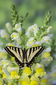 Western Tiger Swallowtail Butterfly, Papilio rutulus Western Tiger Swallowtail Butterfly, Papilio rutulus