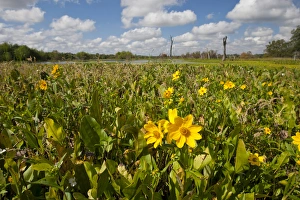 Wetland sunflowers and emergant aquatic flora at Brazos Bend State Park marsh, Texas Wetland sunflowers and emergant aquatic flora at Brazos Bend State Park marsh, Texas