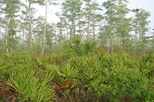 Images Dated 13th April 2008: Wetlands habitat, Big Cypress National Preserve, Florida