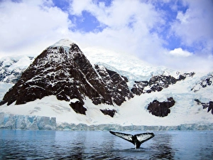 A whale fluke in front of snow covered mountains along the Weddell sea in Paradise Bay A whale fluke in front of snow covered mountains along the Weddell sea in Paradise Bay