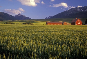 Wheat field in the Wallowa Valley, Just outside of Joseph, Wallowa County, OR, USA. NR Wheat field in the Wallowa Valley, Just outside of Joseph, Wallowa County, OR, USA. NR