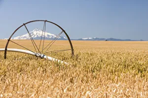 Wheatfield near harvest time in summer, Mt. Jefferson in the background, near Redmond Wheatfield near harvest time in summer, Mt. Jefferson in the background, near Redmond