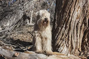 Wheaton terrier sitting next to a Cottonwood Tree (PR) Wheaton terrier sitting next to a Cottonwood Tree (PR)